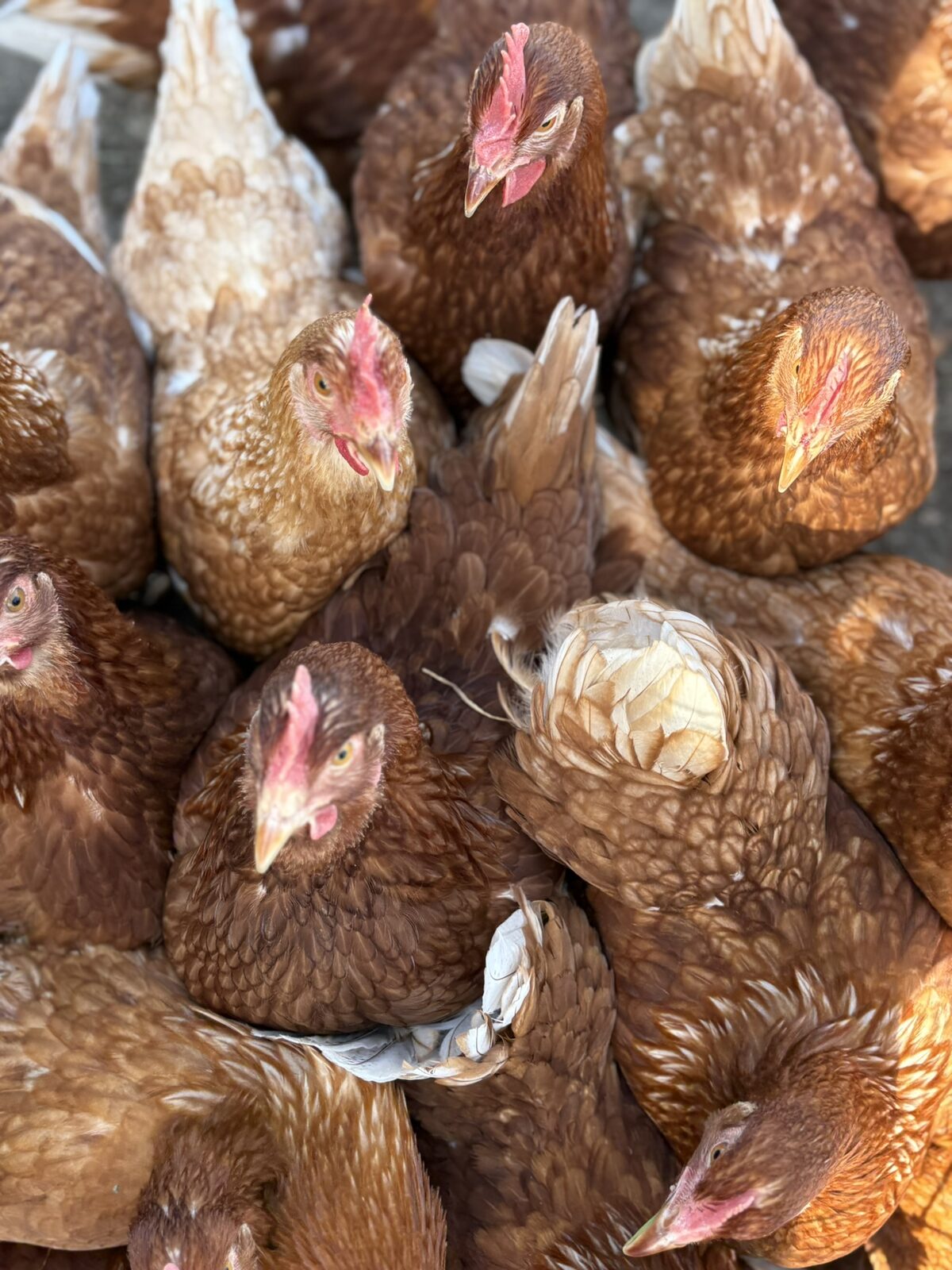 Een tros bruine kippen op de boerderij in Den Hoorn.